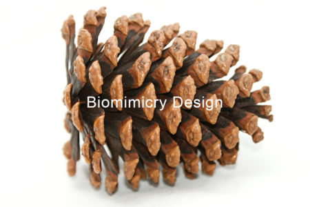 pine-cone-clipart-conifer-716987-551v311